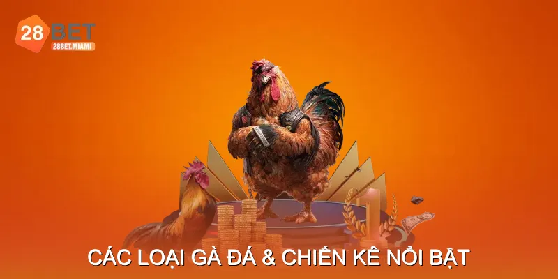Các Loại Gà Đá & Chiến Kê Nổi Bật Các Loại Gà Đá & Chiến Kê Nổi Bật