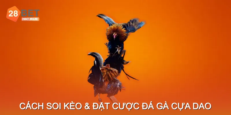 Cách Soi Kèo & Đặt Cược Đá Gà Cựa Dao Cách Soi Kèo & Đặt Cược Đá Gà Cựa Dao